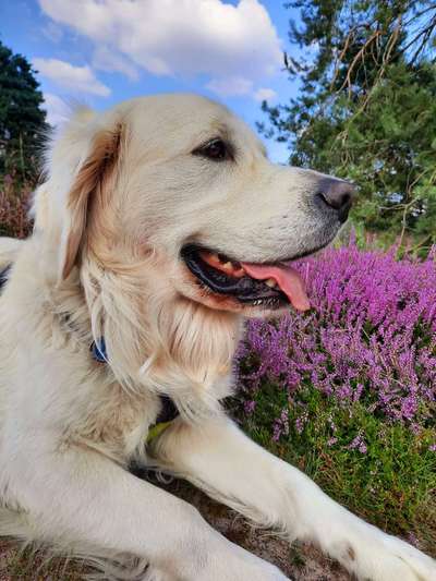 Heide Shooting-Beitrag-Bild