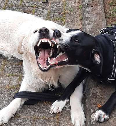 Wo sind die Golden Retriever Liebhaber?-Beitrag-Bild