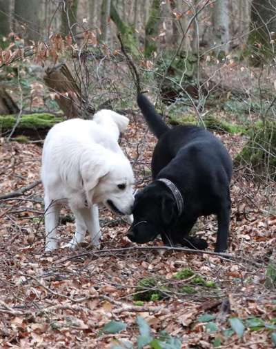 Dogorama Photo Challenge - Gegensätze-Beitrag-Bild