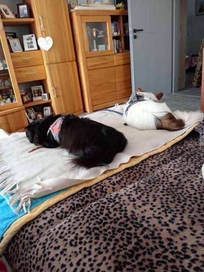 Hundetreffen-Hunde Spaziergang in Aachen für kleine hunde-Bild