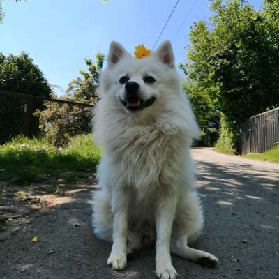 Hundetreffen-Gassirunde-Bild