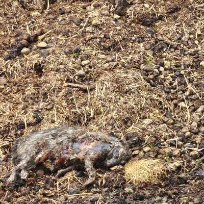 Giftköder-Totes Tier-Bild