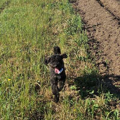 Hundetreffen-Gassi und Toben in 5 bis 10 kg Klasse-Bild