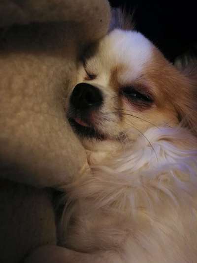 Fotochallenge Nr. 59 - Mein Hund zeigt die Zunge-Beitrag-Bild