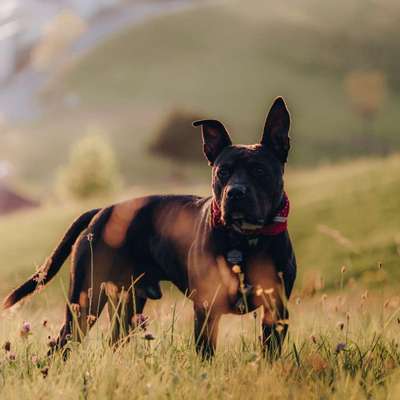 Hundetreffen-Gemeinsame Spaziergänge ⛵🔆🐕-Bild