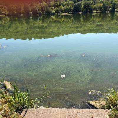 Giftköder-Mgl. Blaualgen an der Mosel-Bild