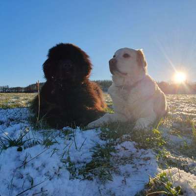 Hundetreffen-Spiel- und Gassi Runden im Raum Rennerod-Bild