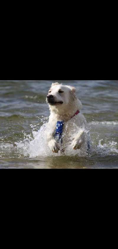 Dogorama-Monats-Challenge-Mai "Wasser"-Beitrag-Bild