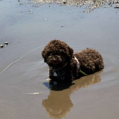Hundetreffen-Social Walk-Bild