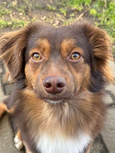 Hundetreffen-Trainings treffen-Bild