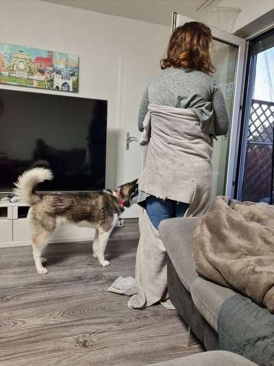 Was haben eure Hunde schon gefressen oder zerstört ?-Beitrag-Bild