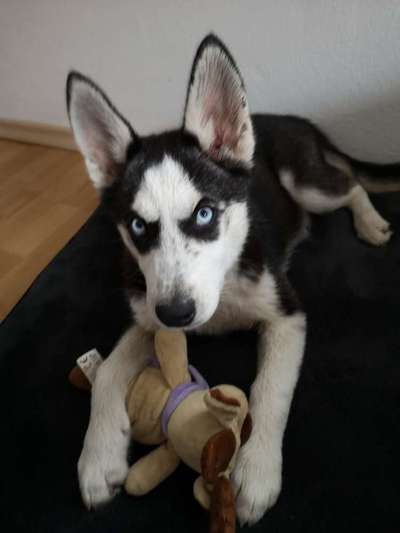 Welpen Bilder !-Beitrag-Bild