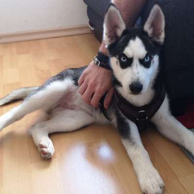 Welpenfotos-Beitrag-Bild