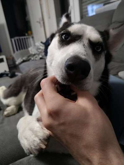 Zeigt mir die tollste Nahaufnahme von eurer Fellnase-Beitrag-Bild