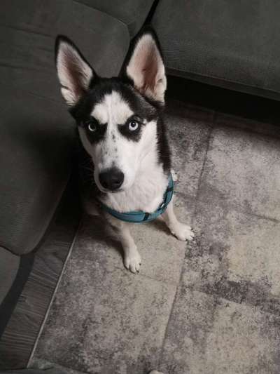 Lieblings "nervige Sprüche"-Beitrag-Bild