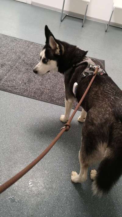 Brachycephale Hunderassen-Beitrag-Bild