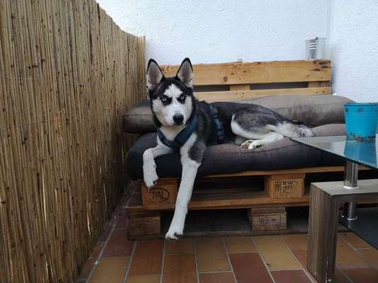 Nordische Hunde-Beitrag-Bild