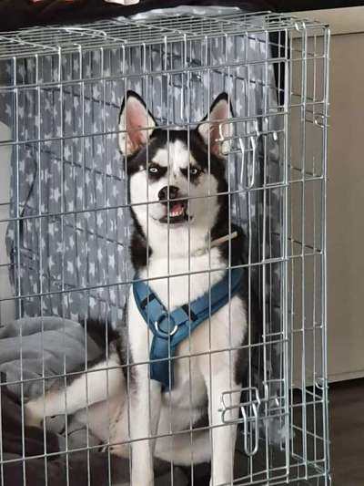 Die Dogorama-Wochen-Challenge "Die schönste Grimasse"-Beitrag-Bild