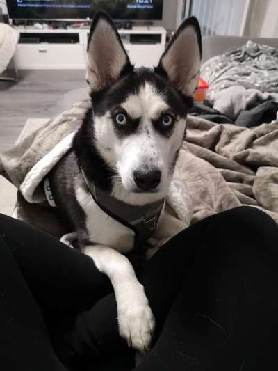 Welpenfotos-Beitrag-Bild