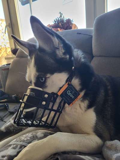 Zeigt mir doch bitte eure Maulkörbe!-Beitrag-Bild