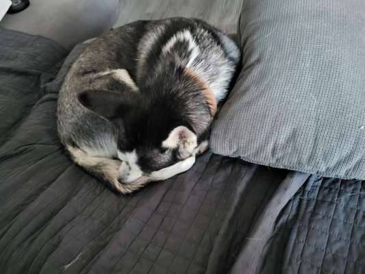 Hund am Rad-Beitrag-Bild