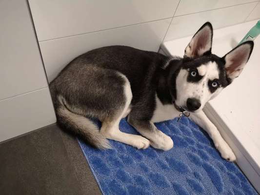 Husky-Beitrag-Bild