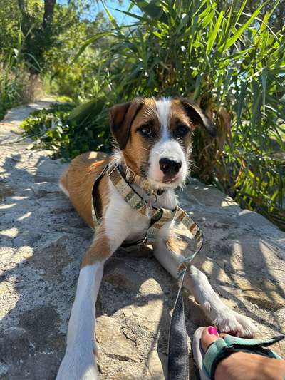 Unsere Fellnasen-Vielfalt im Überblick!-Beitrag-Bild