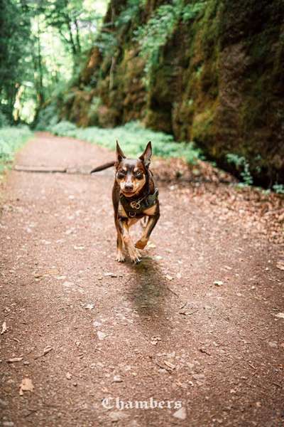 Hundetreffen-Social Walk (an der Leine)-Bild