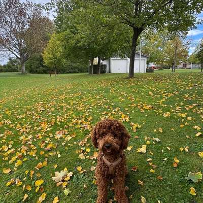 Hundetreffen-Welpentreffen in Rothenburg ob der Tauber-Bild
