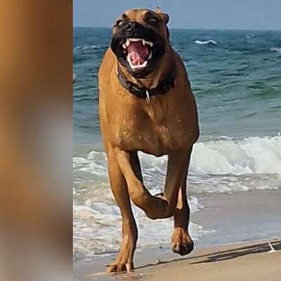 Dogorama Photo Challenge - Hunde in Action-Beitrag-Bild