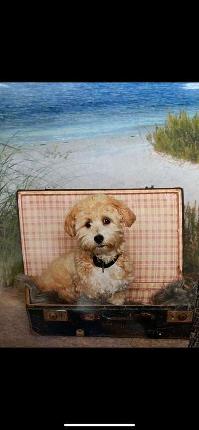 Die Dogorama Kalender Challenge 4/4-Beitrag-Bild