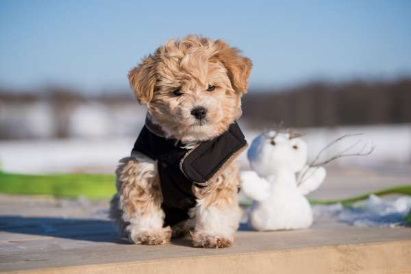 Die Dogorama Kalender Challenge Teil 2/4-Beitrag-Bild