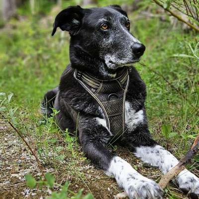 Hundetreffen-Hundebekanntschaften-Bild