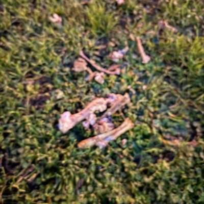 Giftköder-Giftköder-Bild