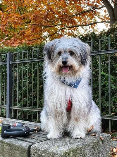 Mischlingshunde Foto Aufruf-Beitrag-Bild