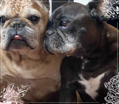 Fotochallenge Nr. 56 - geliebte Senioren-Beitrag-Bild