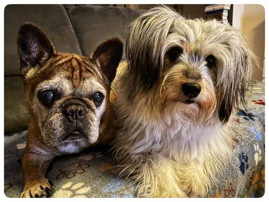 BIG LOVE :) mit 2 Hunden❣️-Beitrag-Bild