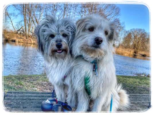 Mischlingshunde Foto Aufruf-Beitrag-Bild