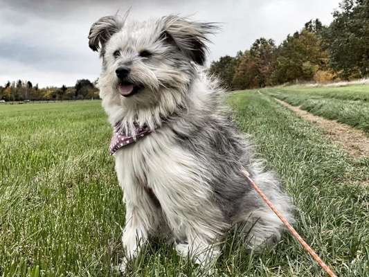 Mischlingshunde Foto Aufruf-Beitrag-Bild