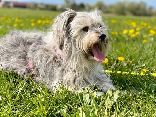 Tongue Out Tuesday-Beitrag-Bild