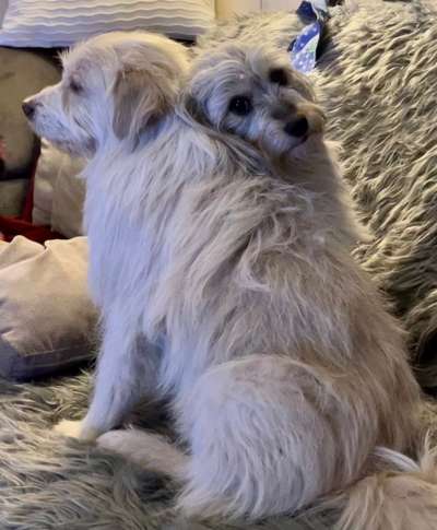 BIG LOVE :) mit 2 Hunden❣️-Beitrag-Bild