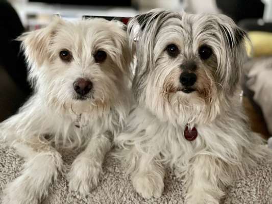 BIG LOVE :) mit 2 Hunden❣️-Beitrag-Bild