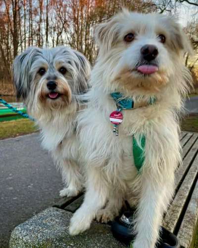 Mischlingshunde Foto Aufruf-Beitrag-Bild