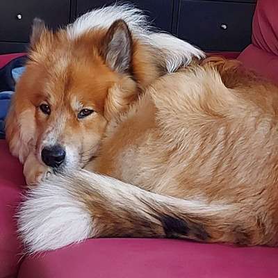 Hundetreffen-Elo's in Kiel gesucht....-Bild