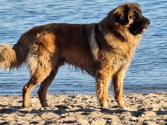 Leonberger-Beitrag-Bild