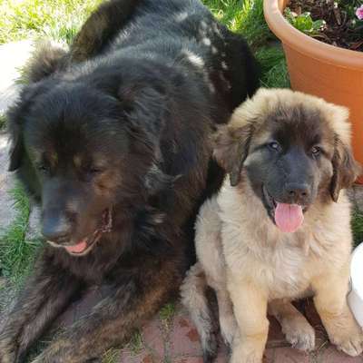 Leonberger-Beitrag-Bild
