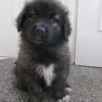 Welpen Bilder !-Beitrag-Bild