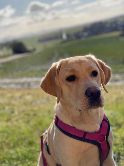 Wie heißt dein Hund?-Beitrag-Bild