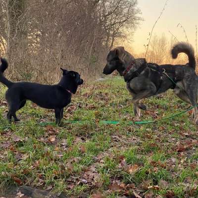 Hundetreffen-Gassi gehen-Bild