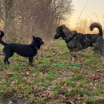 Hundetreffen-Gassi gehen-Bild